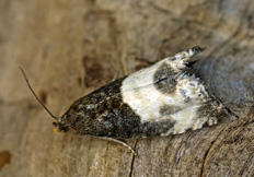 Notocelia cynosbatella