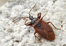 Gastrodes grossipes