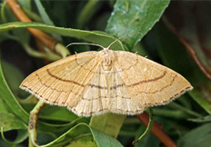 Cyclophora linearia