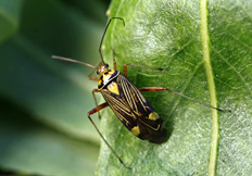 Rhabdomiris striatellus