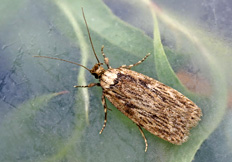 Depressaria radiella