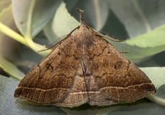 Polypogon plumigeralis