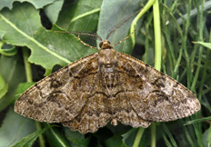 Alcis repandata