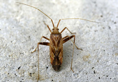 Phytocoris varipes