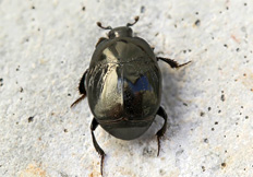 Saprinus semistriatus