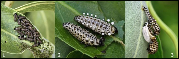 Chrysomela vigintipunctata