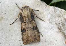 Agrotis puta