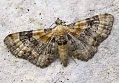 Eupithecia linariata