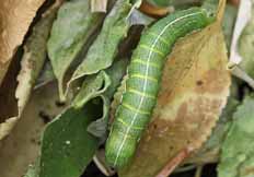 Orthosia gothica