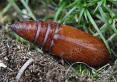 Hadena bicruris