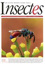 Insectes 184