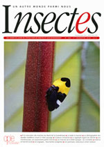 Insectes 185