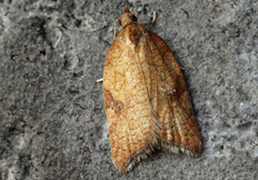 Acleris ferrugana 