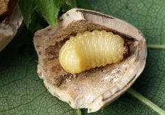 Curculio nucum