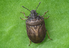 Podops inunctus