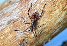 Leptoglossus occidentalis