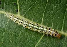 Choreutis nemorana