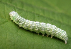 Orthosia cerasi