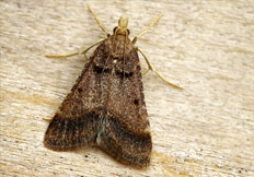 Stemmatophora brunnealis