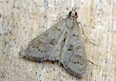 Mecyna asinalis