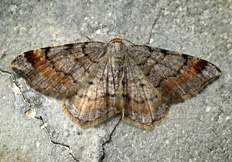 Macaria liturata