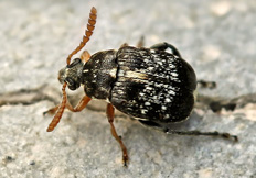 Bruchus luteicornis