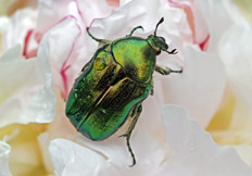 Cetonia aurata