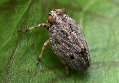 Issus coleoptratus