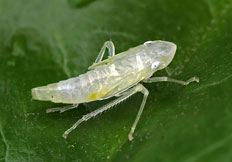 Graphocephala fennahi