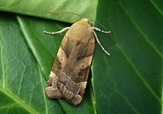 Noctua fimbriata