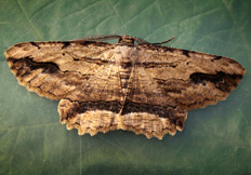 Menophra abruptaria