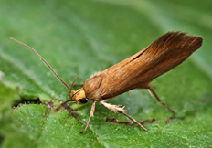 Crassa unitella