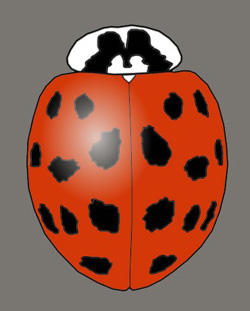 Harmonia axyridis