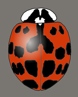 Harmonia axyridis