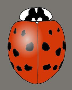 Harmonia axyridis