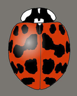 Harmonia axyridis