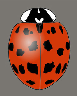 Harmonia axyridis