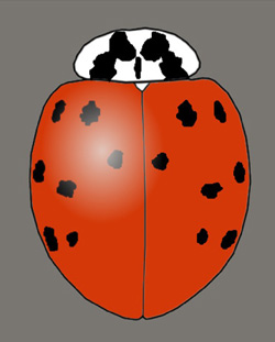 Harmonia axyridis