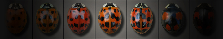 Harmonia axyridis