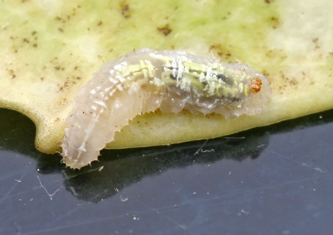 Coccinella septempunctata