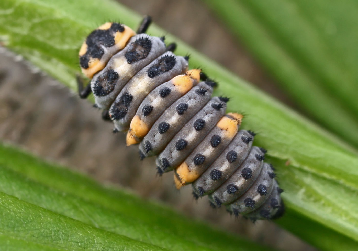 Coccinella septempunctata