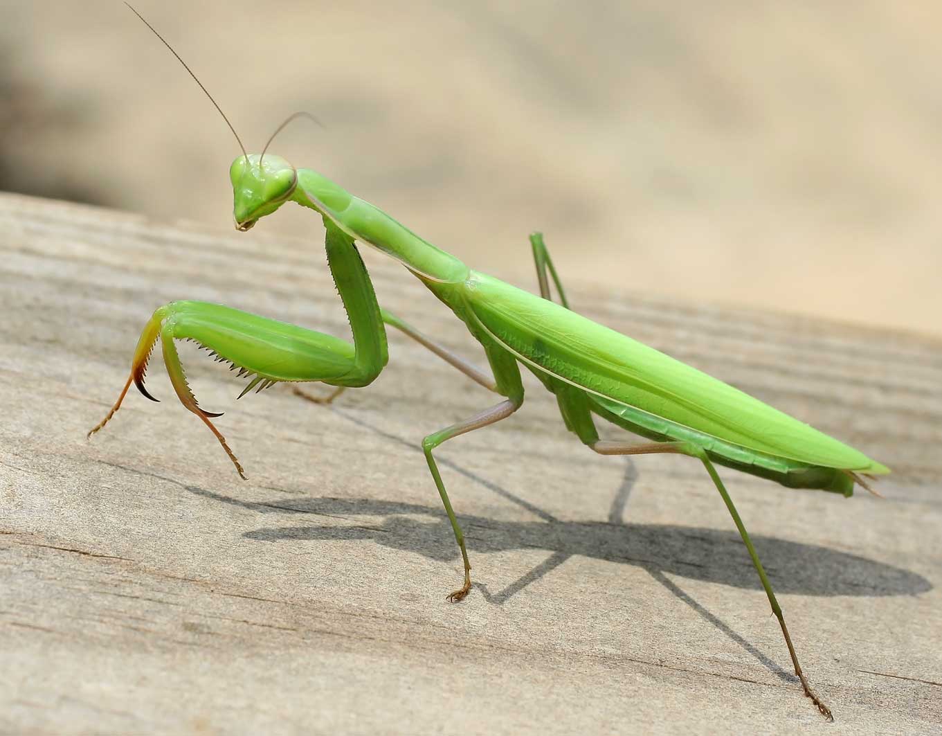 Comunidad De Foros De Apicultura A La Mantis Religiosa Le Gustan Con 