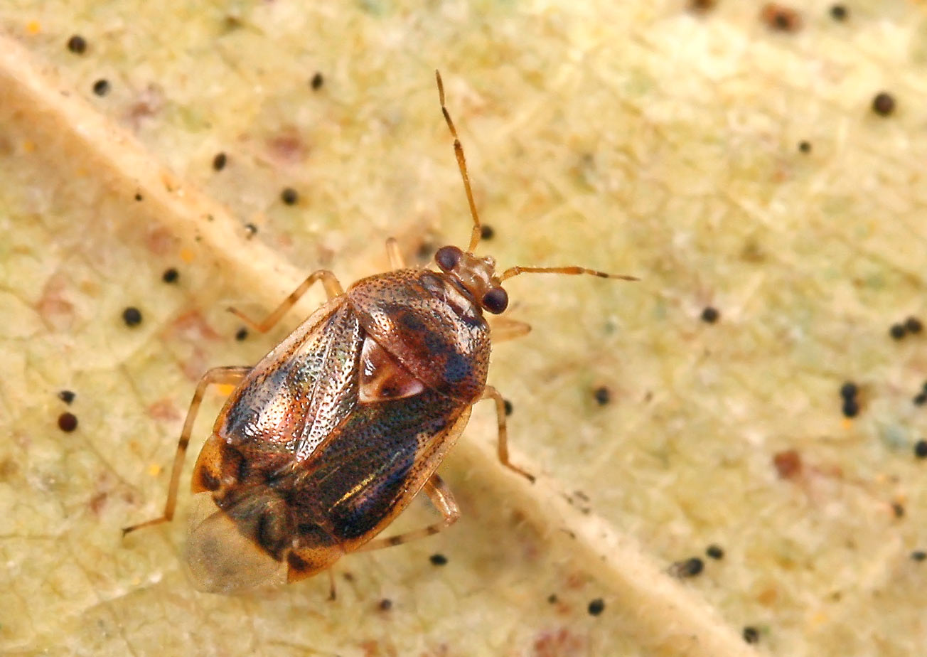 Deraeocoris punctulatus