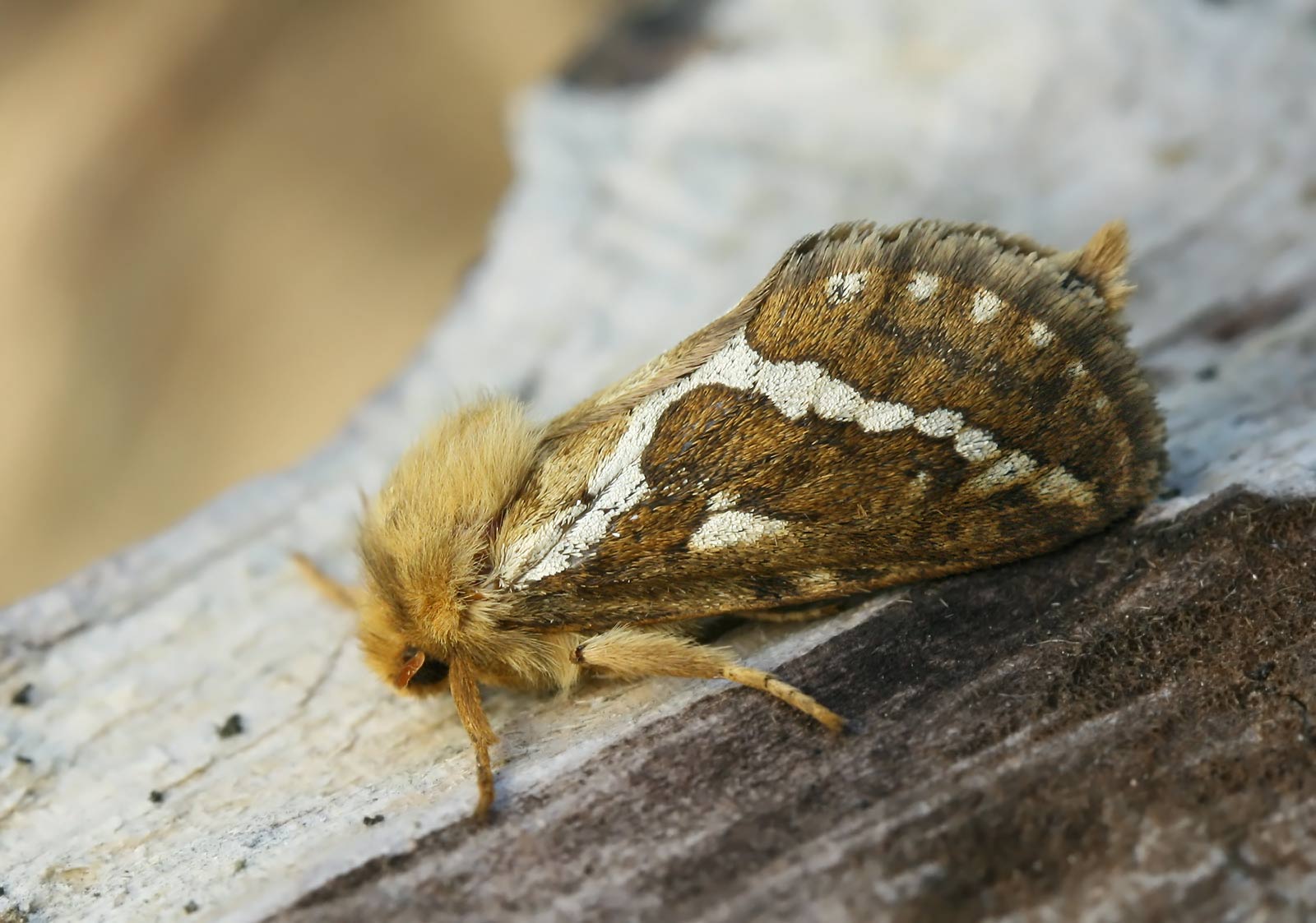 Korscheltellus lupulinus