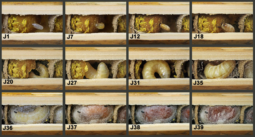 Osmia cornuta