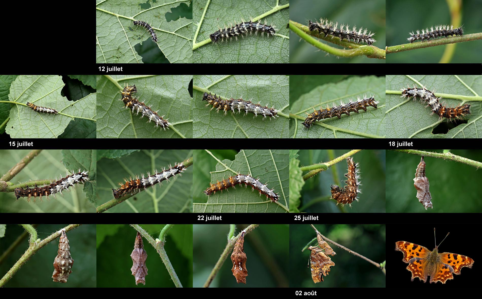 Polygonia c-album