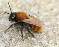 Andrena fulva