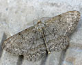 Boarmia roboraria