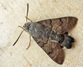 Macroglossum stellatarum