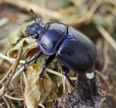 Geotrupes stercorosus